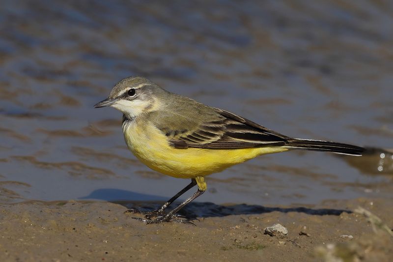 Yellow Wagtail (Motacilla - flava)
