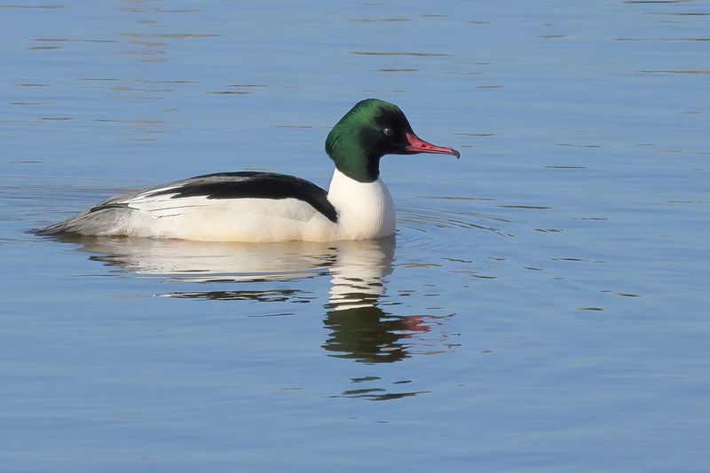 Goosander (Mergus merganser merganser) 