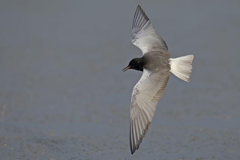 White-winged Black Tern (Chlidonias leucopterus)