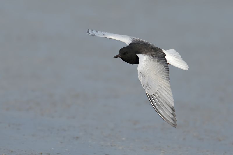 White-winged Black Tern (Chlidonias leucopterus)