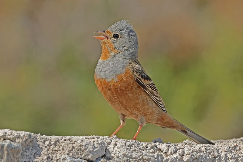 Cretzschmar's Bunting (Emberiza caesia)