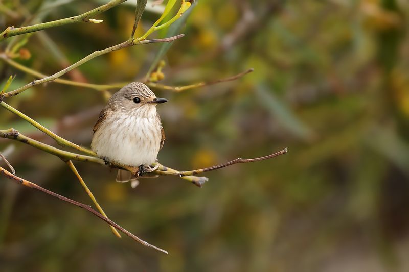 Spotted Flycatcher (Muscicapa striata)