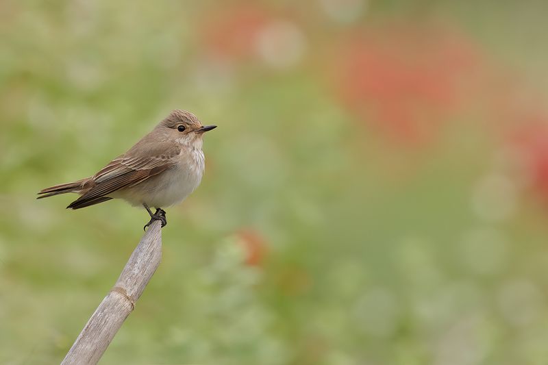 Spotted Flycatcher (Muscicapa striata)