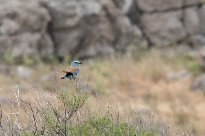 European Roller (Coracias garrulus)