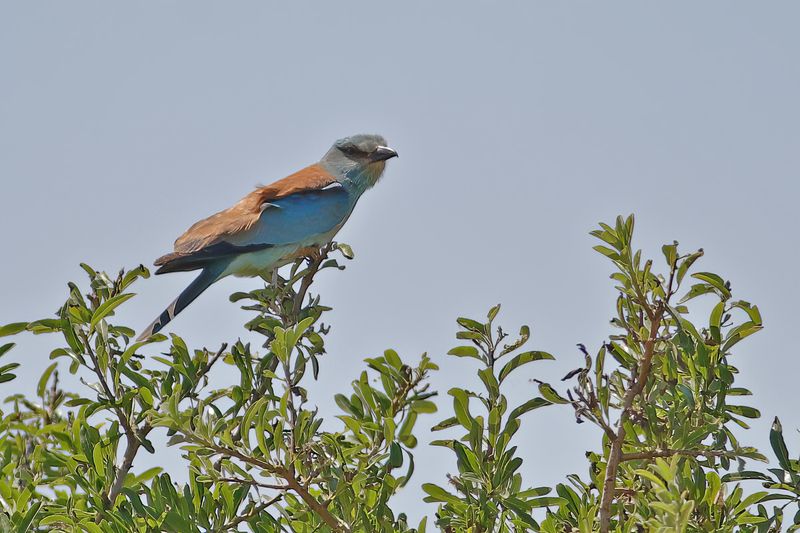 European Roller (Coracias garrulus)