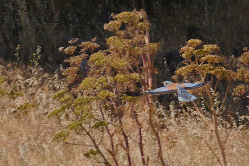 European Roller (Coracias garrulus)