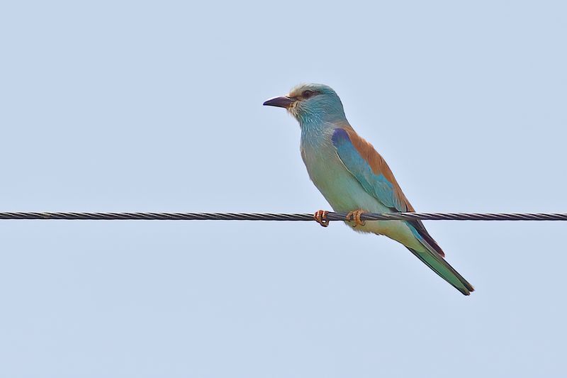 European Roller (Coracias garrulus)