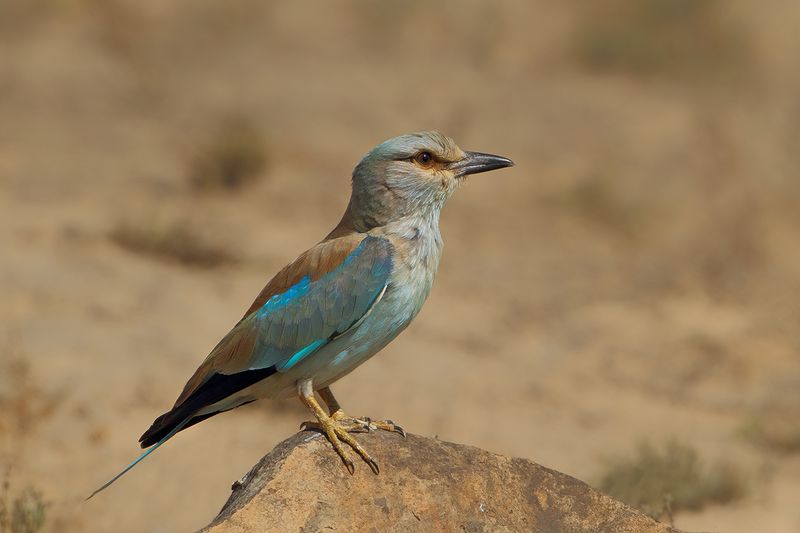 European Roller (Coracias garrulus)