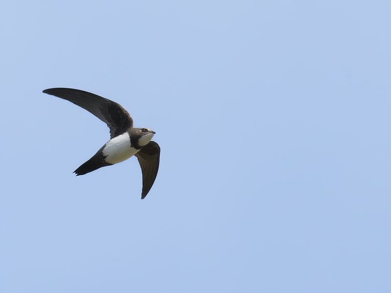 Alpine Swift (Tachymarptis melba) 