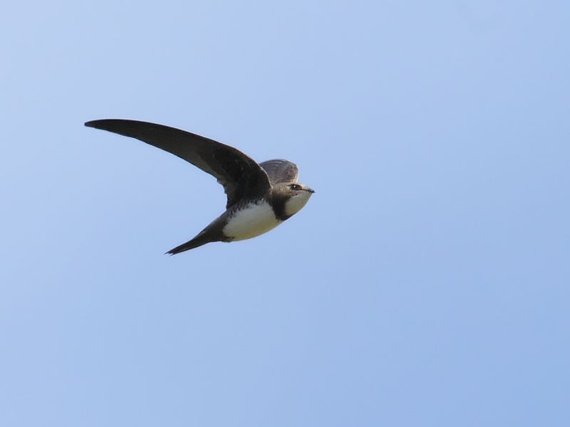 Alpine Swift (Tachymarptis melba) 