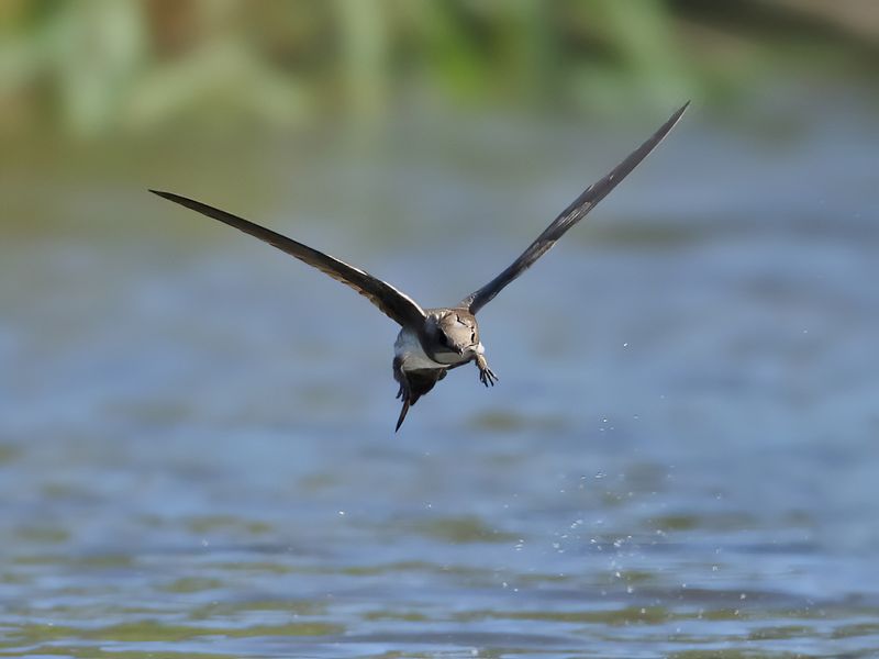 Alpine Swift (Tachymarptis melba) 