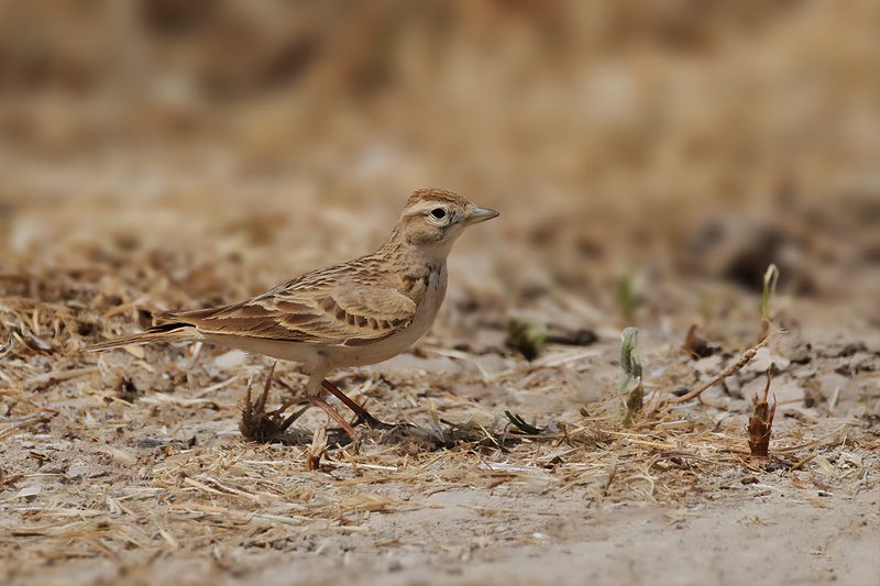 Greater short-toed lark (Calandrella brachydactyla brachydactyla)