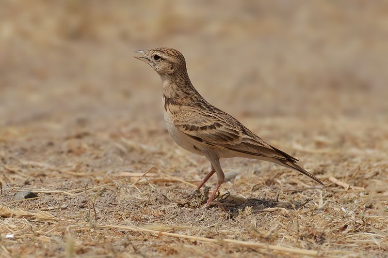 Greater short-toed lark (Calandrella brachydactyla brachydactyla)