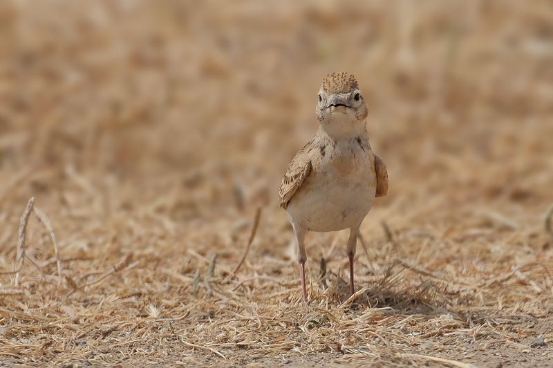 Greater short-toed lark (Calandrella brachydactyla brachydactyla)