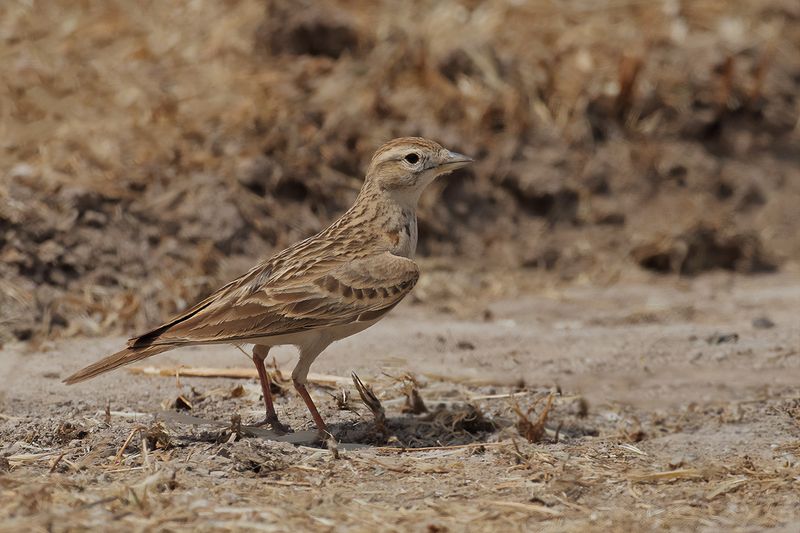 Greater short-toed lark (Calandrella brachydactyla brachydactyla)