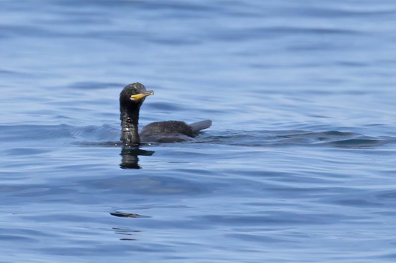 Mediterranean Shag (Gulosus aristotelis SSP. desmarestii)