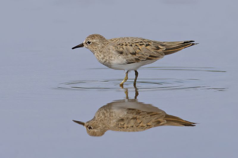 Temminck's Stint (Calidris or Erolia temminckii)