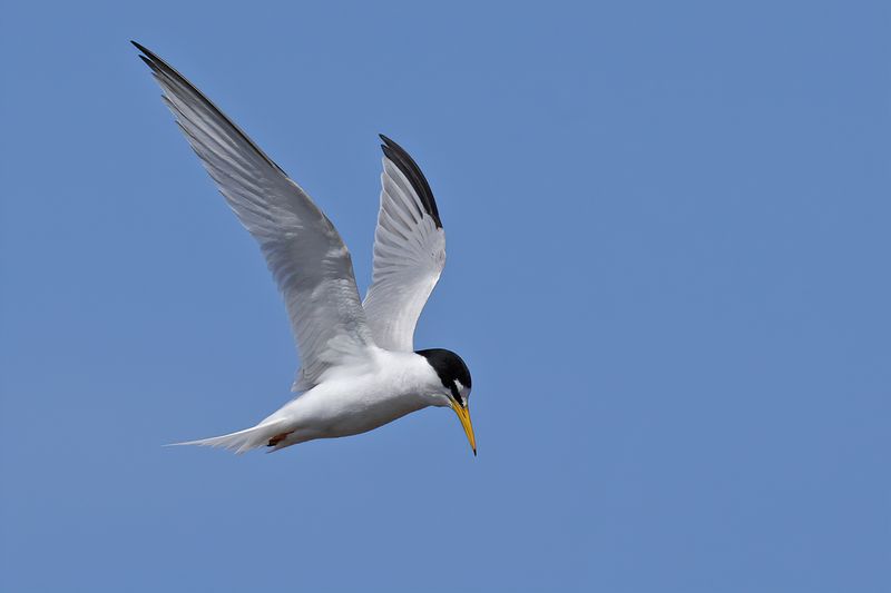 Little Tern (Sternula albifrons)	