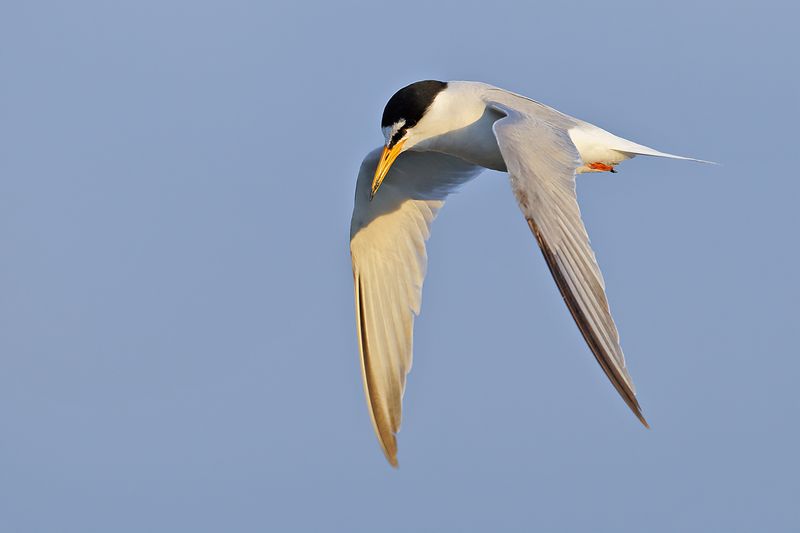 Little Tern (Sternula albifrons)