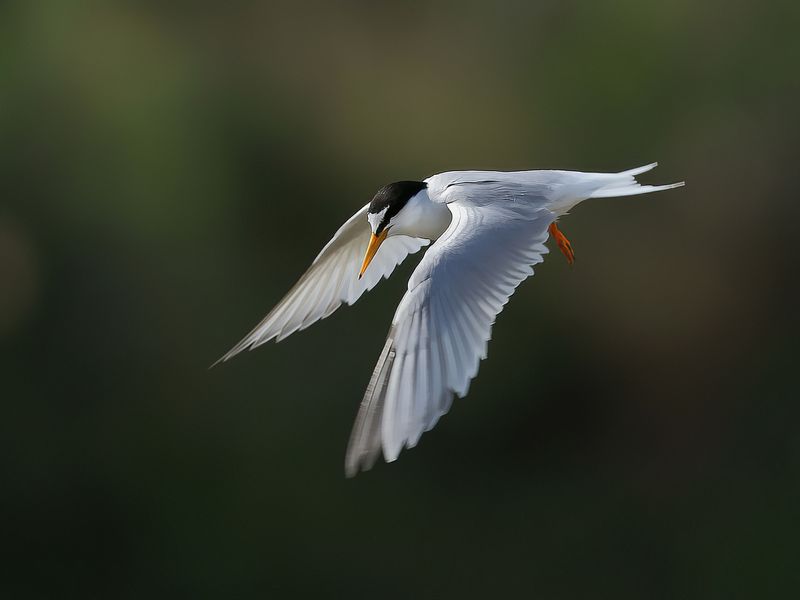 Little Tern (Sternula albifrons)