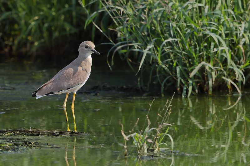 White-tailed Plover (Vanellus leucurus) 