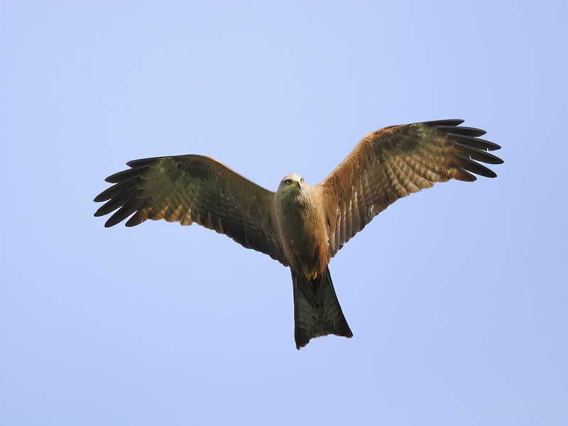 Black Kite  (Milvus migrans)