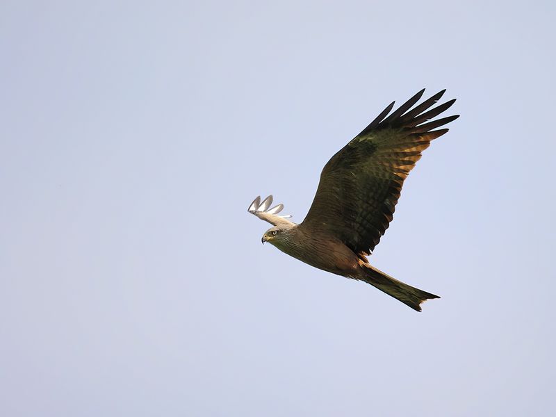 Black Kite  (Milvus migrans)