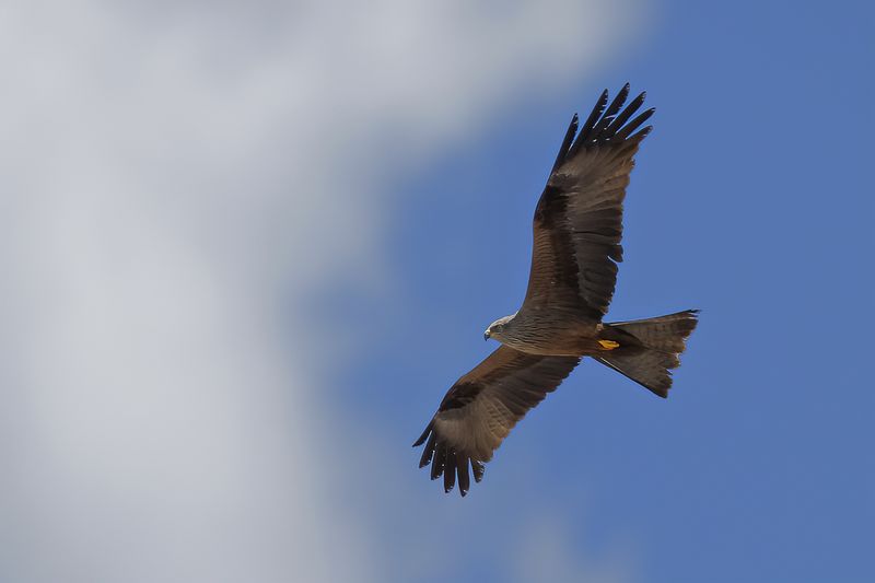 Black Kite (Milvus migrans)
