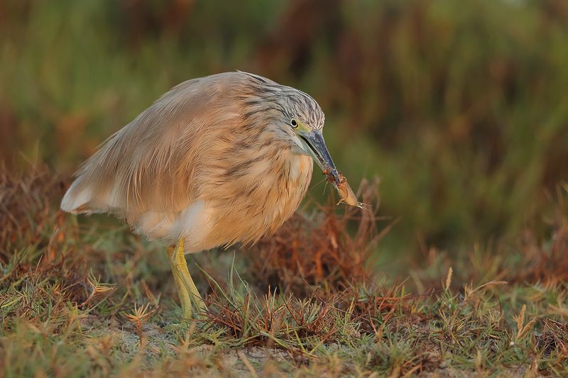 Squacco Heron (Ardeola ralloides)