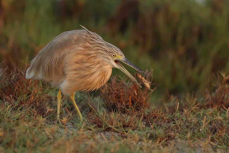 Squacco Heron (Ardeola ralloides)