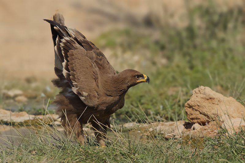 Steppe Eagle (Aquila nipalensis)