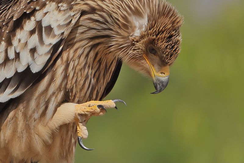 Gallery Eastern Imperial Eagle