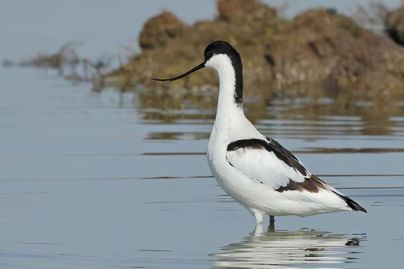 Pied avocet (Recurvirostra avosetta) 