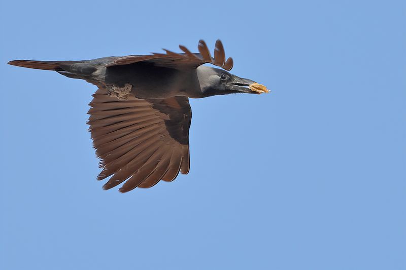House Crow (Corvus splendens) 