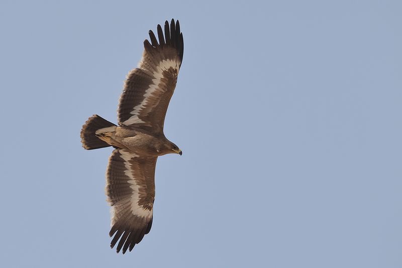 Steppe Eagle (Aquila nipalensis) 