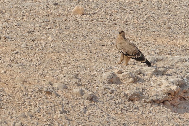Steppe Eagle (Aquila nipalensis)