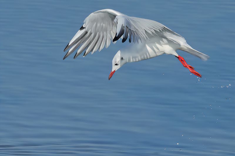 Black-headed Gull (Chroicocephalus ridibundus)