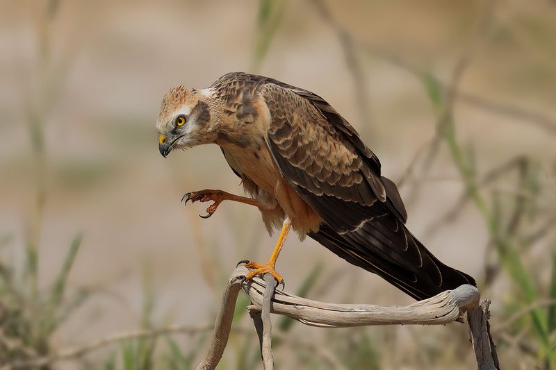 Montagu's Harrier (Circus pygargus)