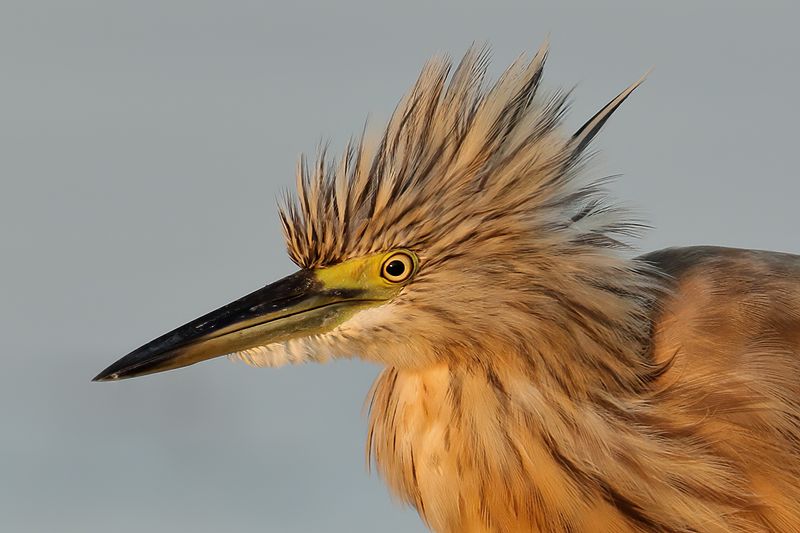 Squacco Heron (Ardeola ralloides)