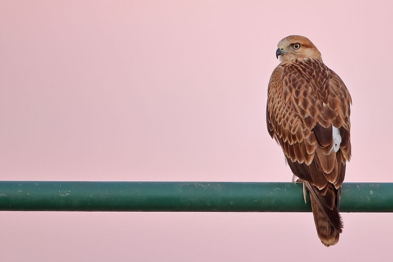 Long-legged Buzzard (Buteo rufinus)