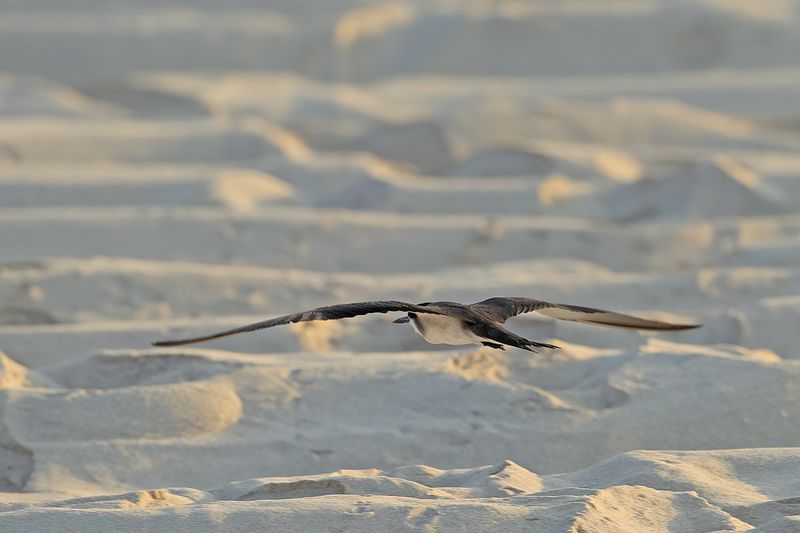 Bridled Tern (Onychoprion anaethetus)