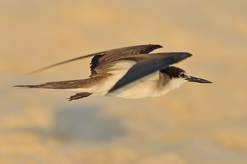 Bridled Tern (Onychoprion anaethetus)