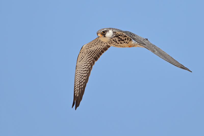 Amur Falcon (Falco amurensis)