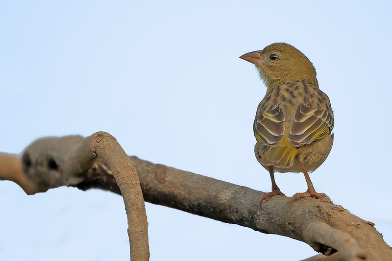 Rüppell's Weaver (Ploceus galbula)