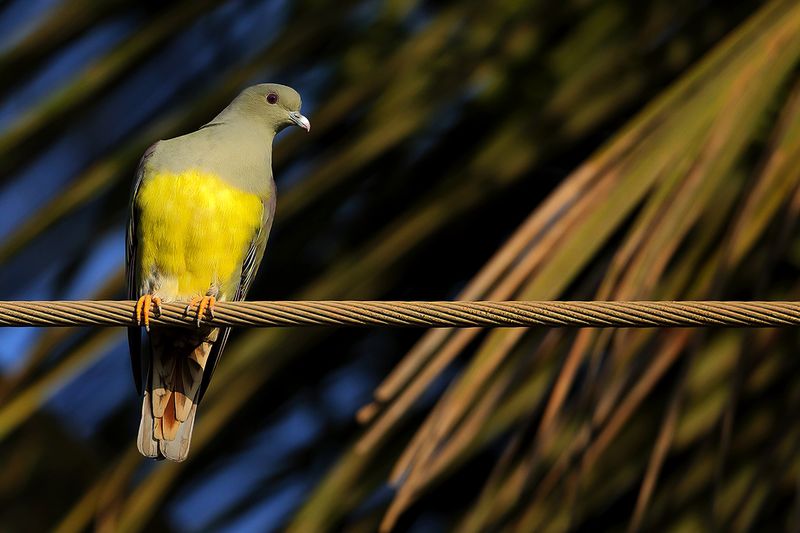 Bruce's Green Pigeon (Treron waalia)