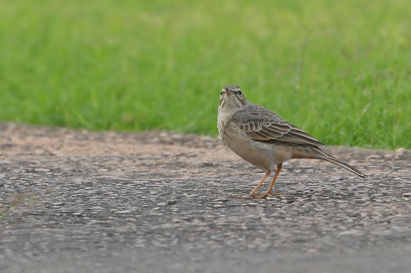 Gallery Long-billed Pipit