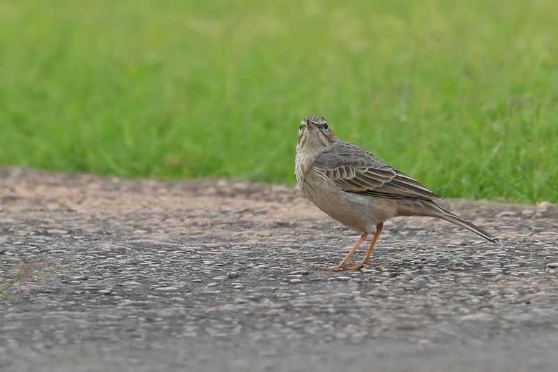 Long-billed Pipit (Anthus similis ssp arabicus)