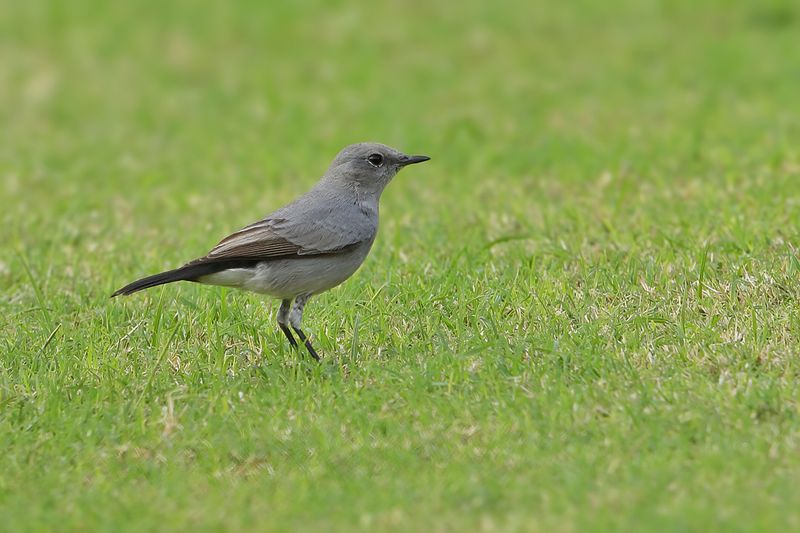 Blackstart (Oenanthe melanura neumanni) 