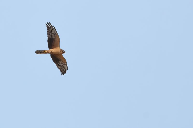Pallid Harrier (Circus macrourus)