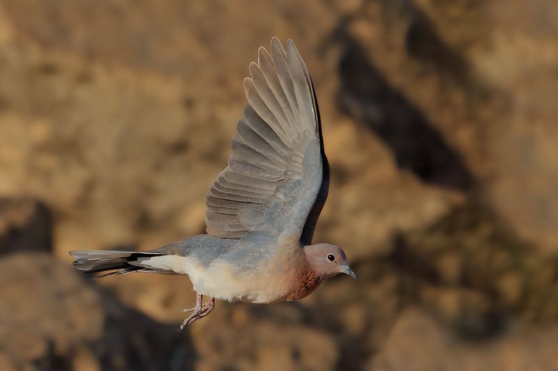 Laughing Dove (Spilopelia senegalensis) 